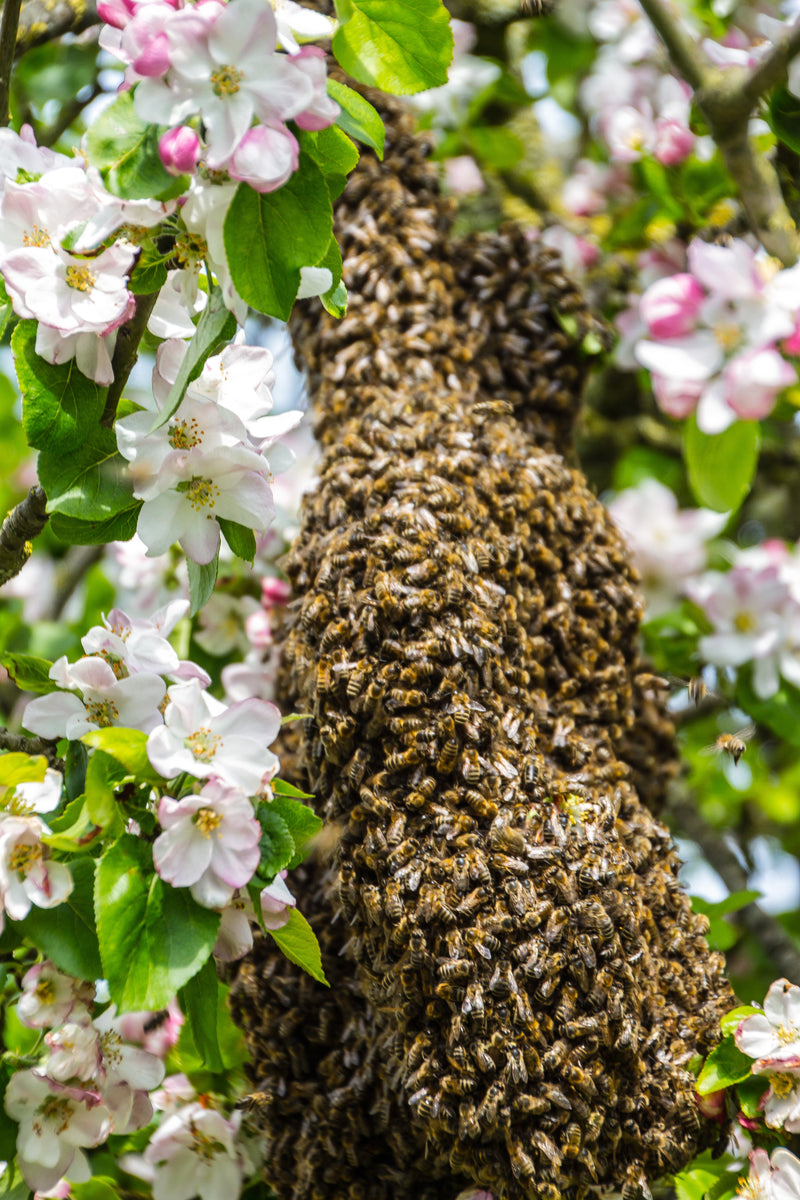 Bienenschwarm sucht neues Zuhause!